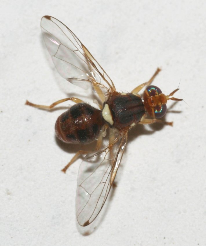 Scovata la mosca olearia: Bactrocera oleae M/F (Tephritidae)